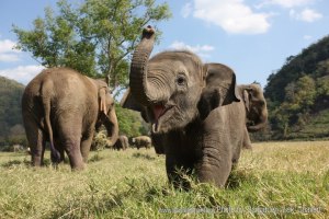 elephant-nature-park-faa-mai
