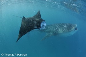 manta_ray_whale_shark_feeding